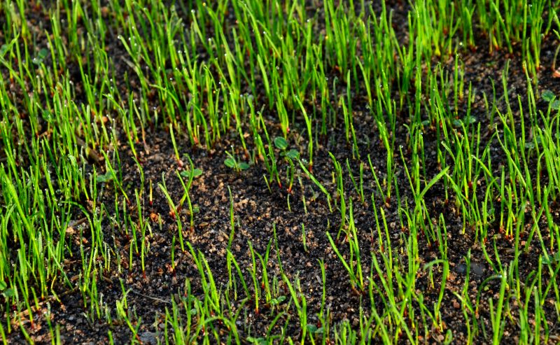 Healthy Lawn After Dethatching