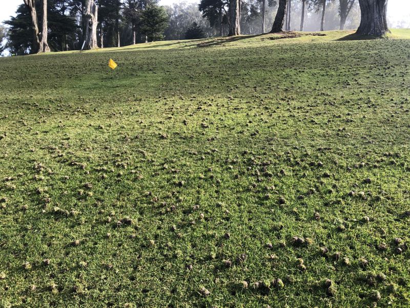 Healthy Turf Growth