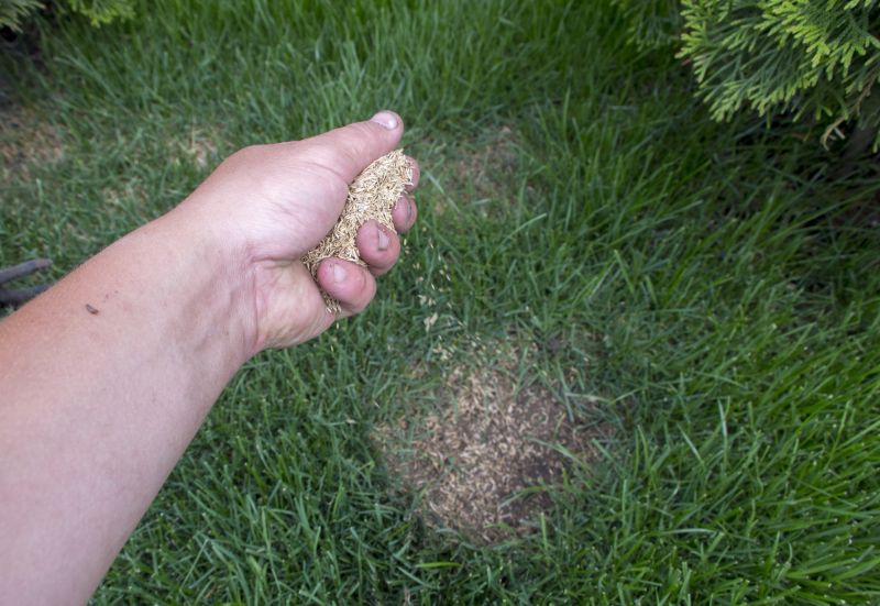 Fall Lawn Seeding in Honolulu, HI