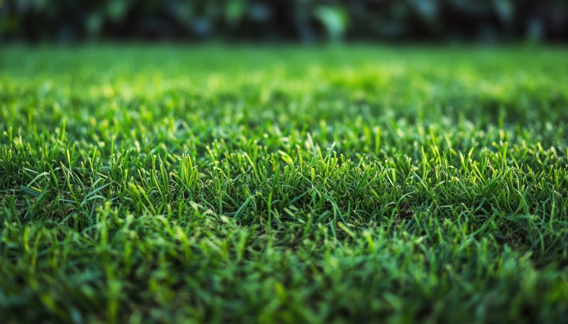 Grass Replacement in Rockwall, TX