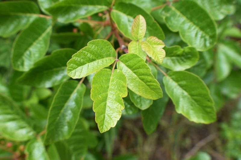 Poison Oak Removal in Burlington County, NJ