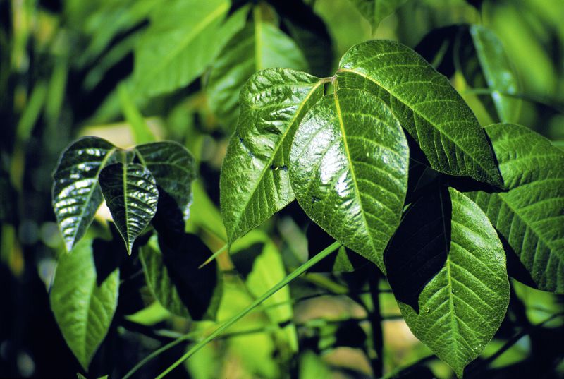 Poison Oak Removal in Honolulu, HI